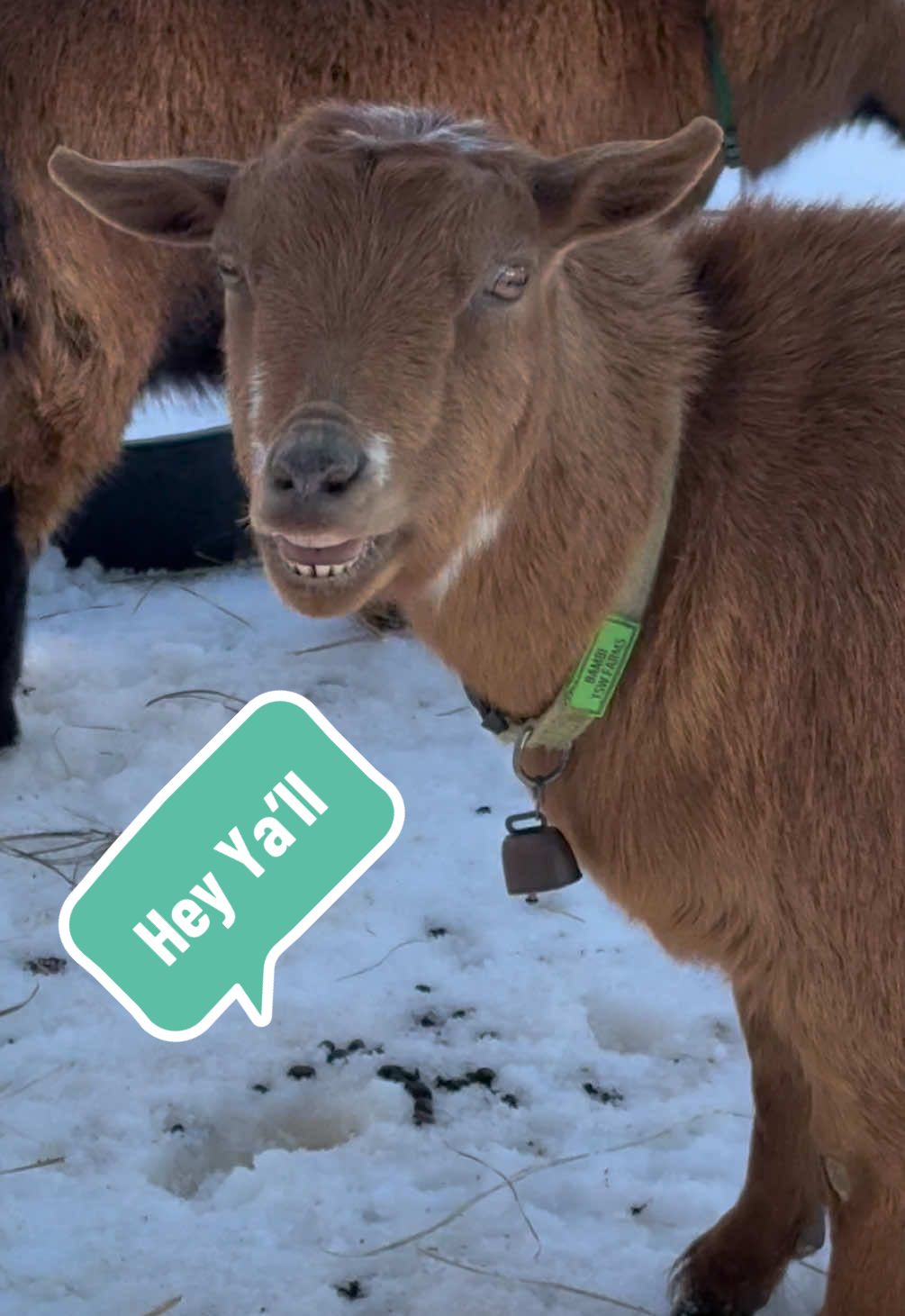@Sierra_TSWFarms - 🐐🥛