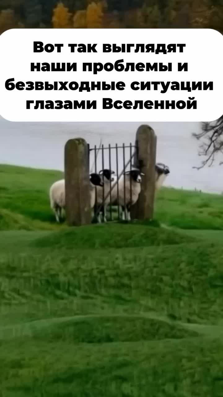 @Из жалости