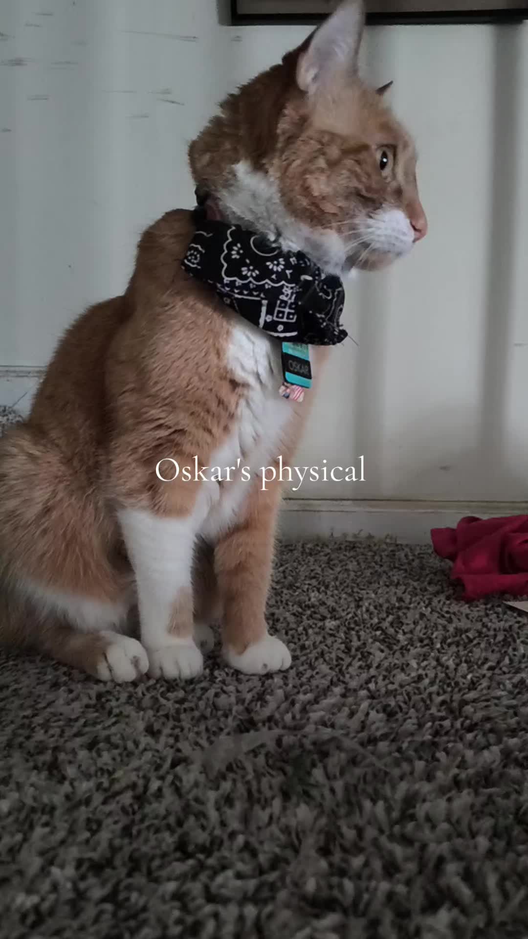 @Oskarcats