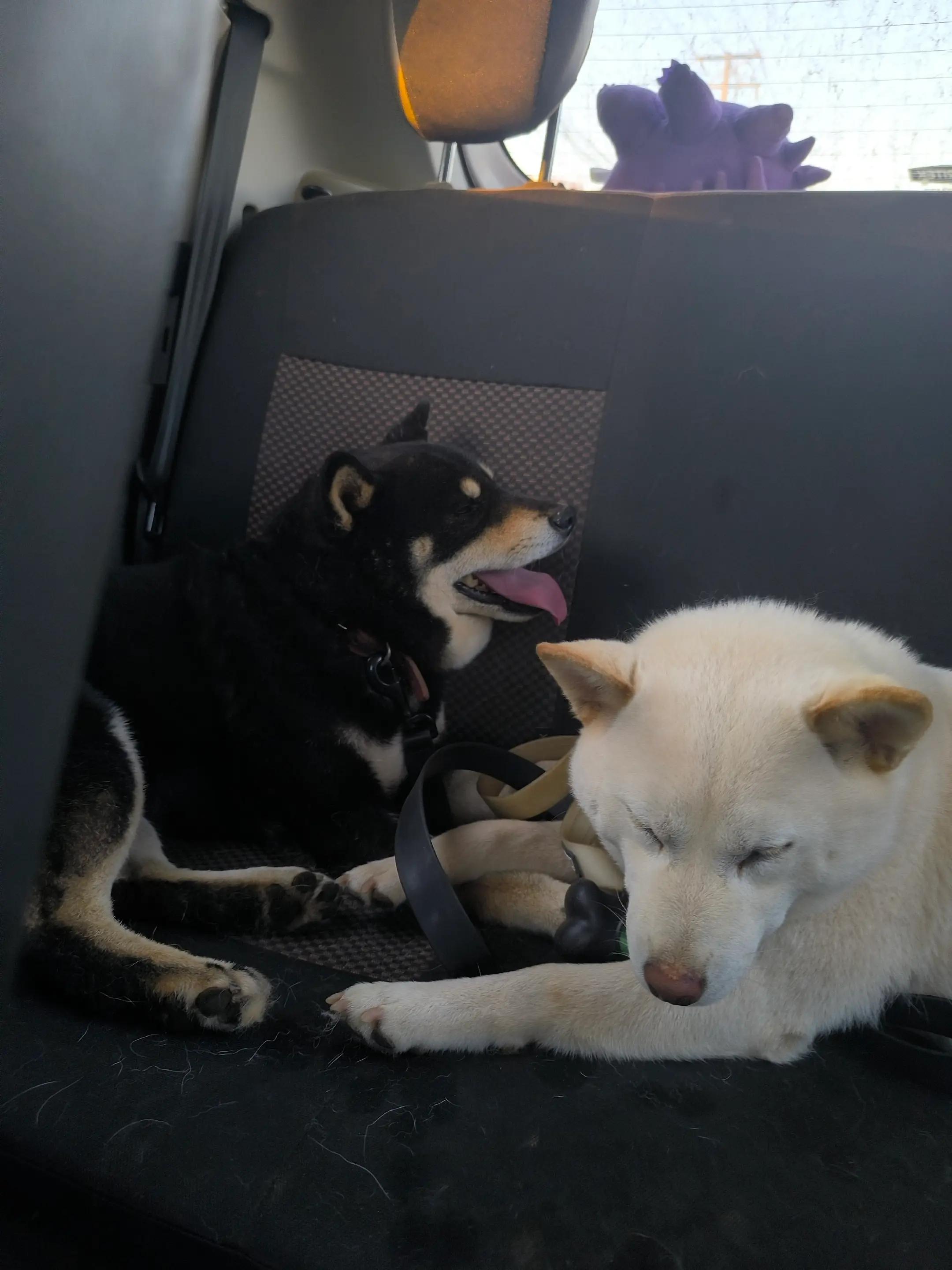@Demona's Hellhounds Kennel