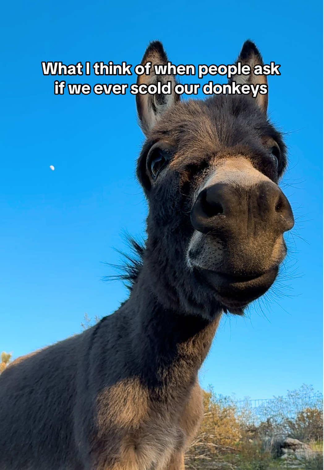 @mojaveminidonkeys