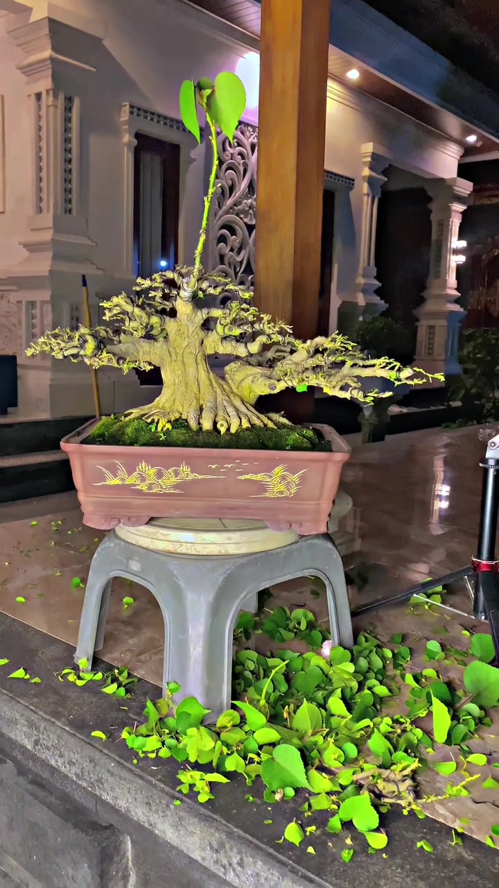 @&ldquo;Cris Art Bonsai&rdquo;