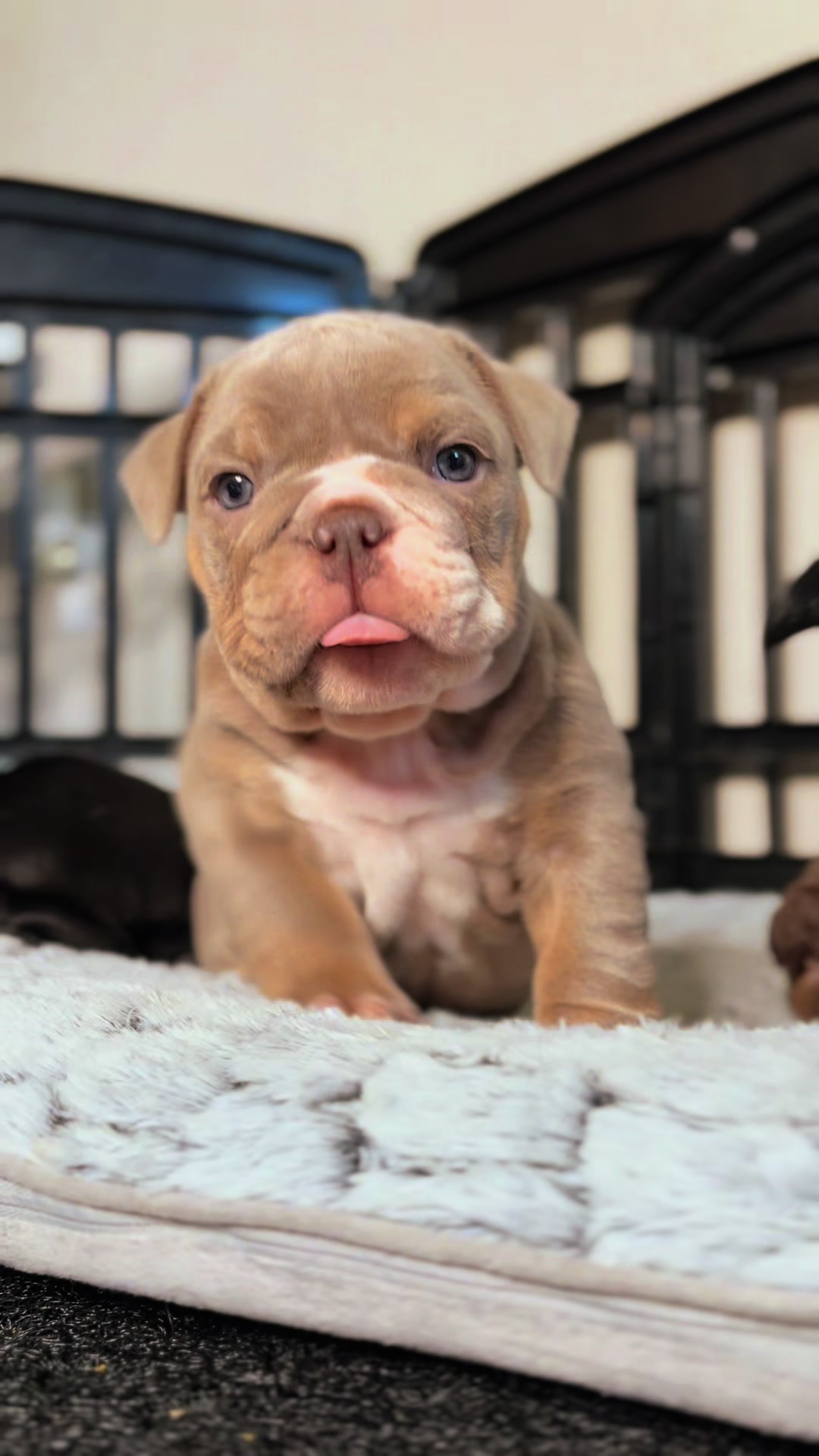 @1of1bulldogz