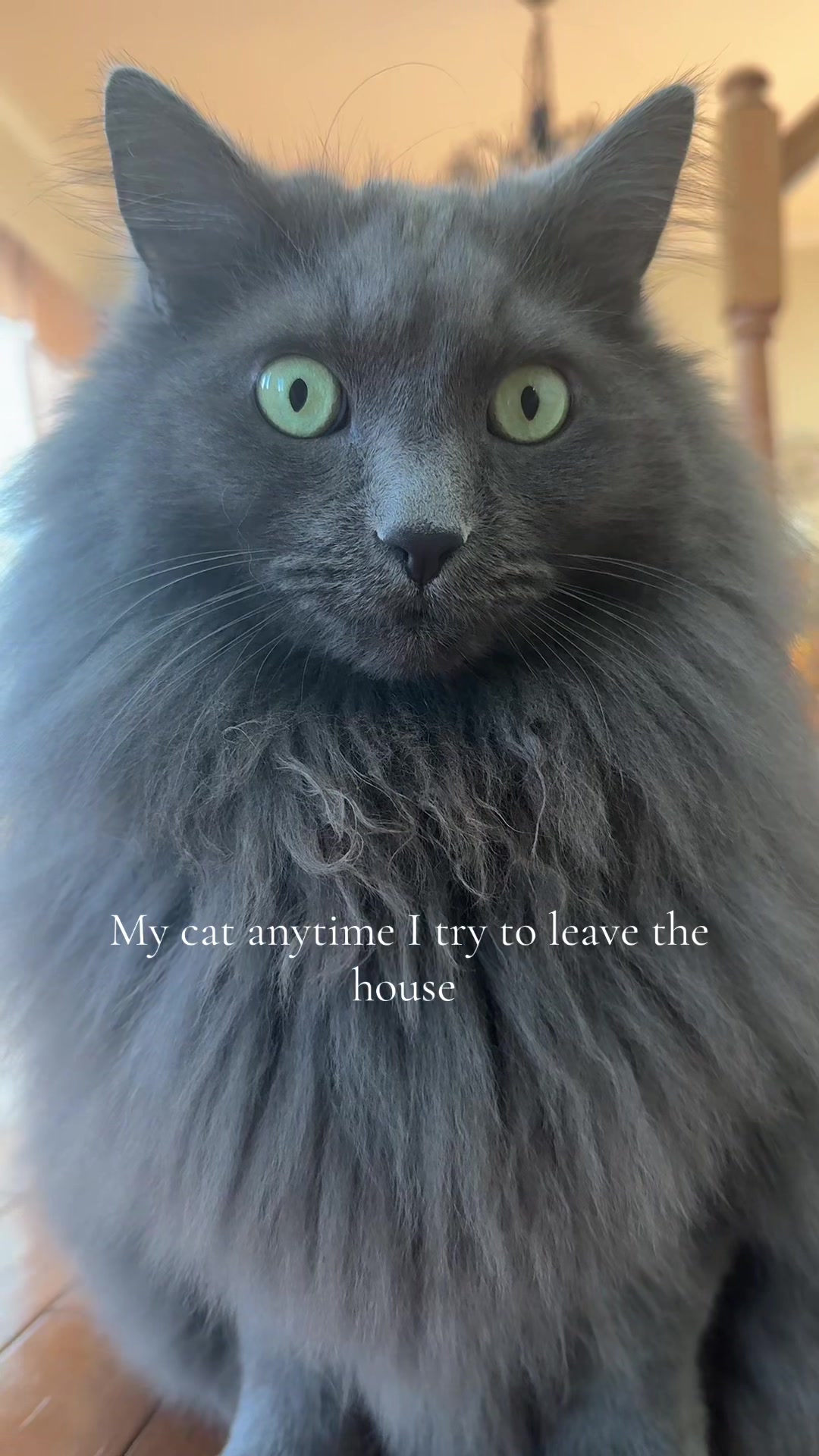 @TitoNTati 🐾