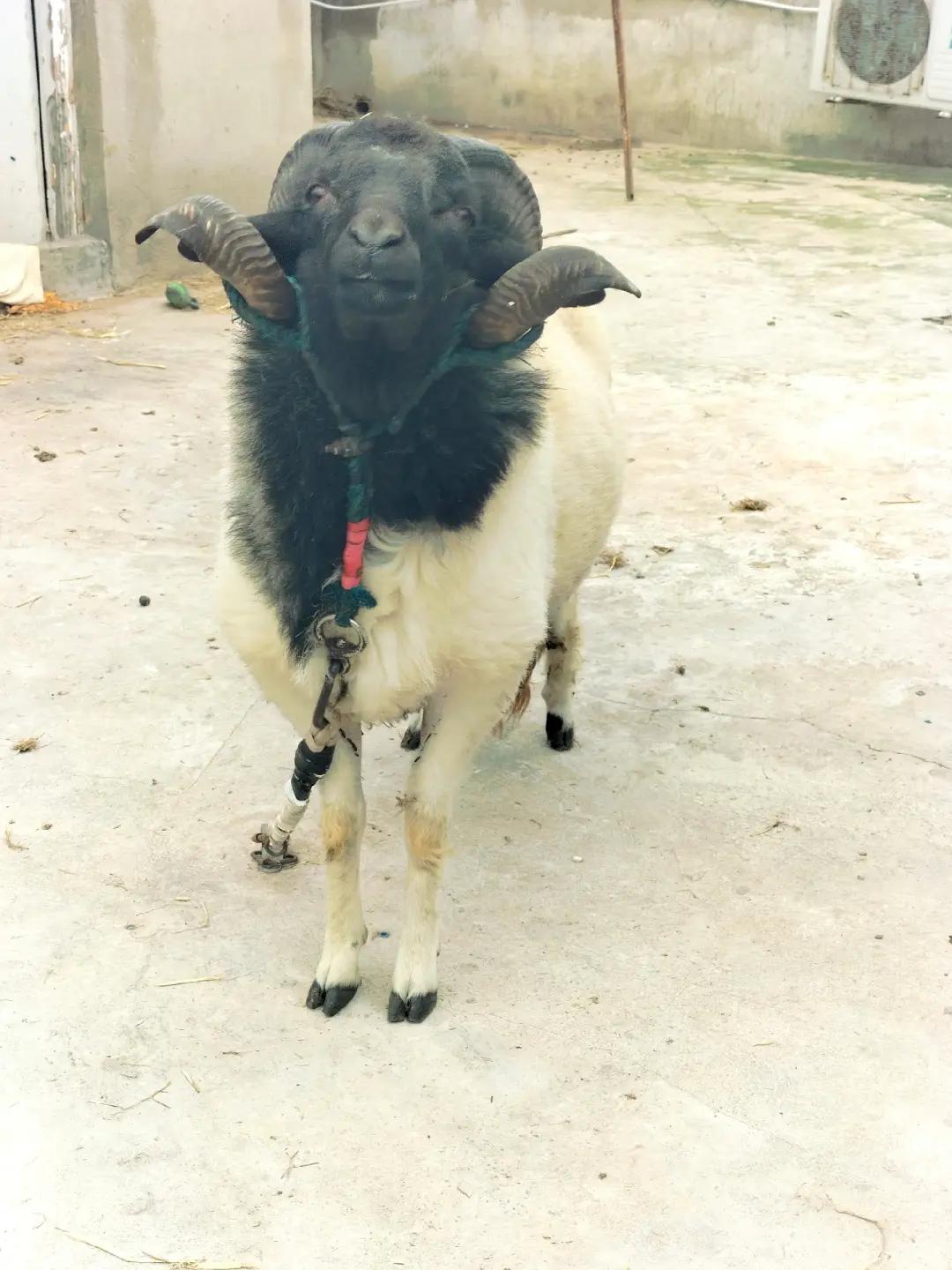 @😎😎 🐏🐏🫣🫣