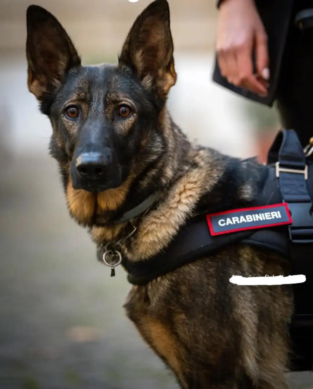 @🇹🇯👮&zwj;♂️🫡 Francy 🫡👮&zwj;♂️🇹🇯