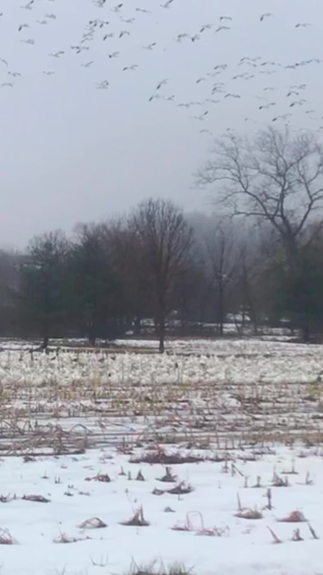 @Final Flight Waterfowl LLC