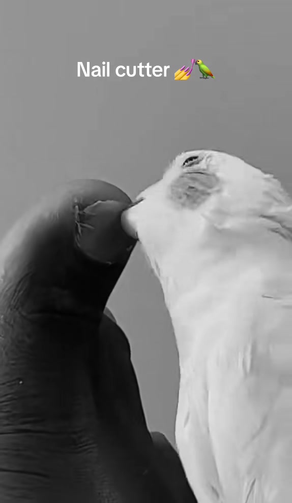 @Bixby the Budgie