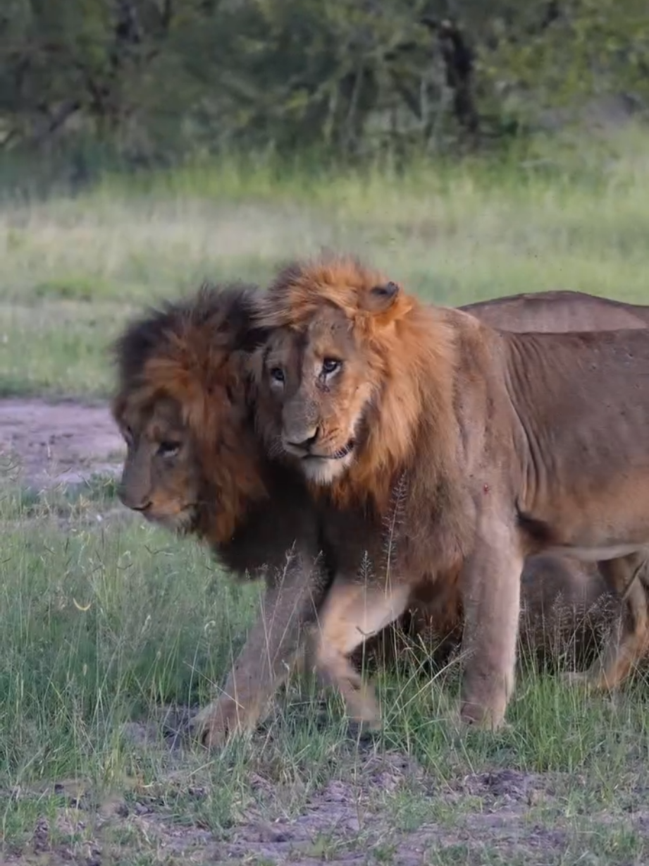 @Lion Sightings