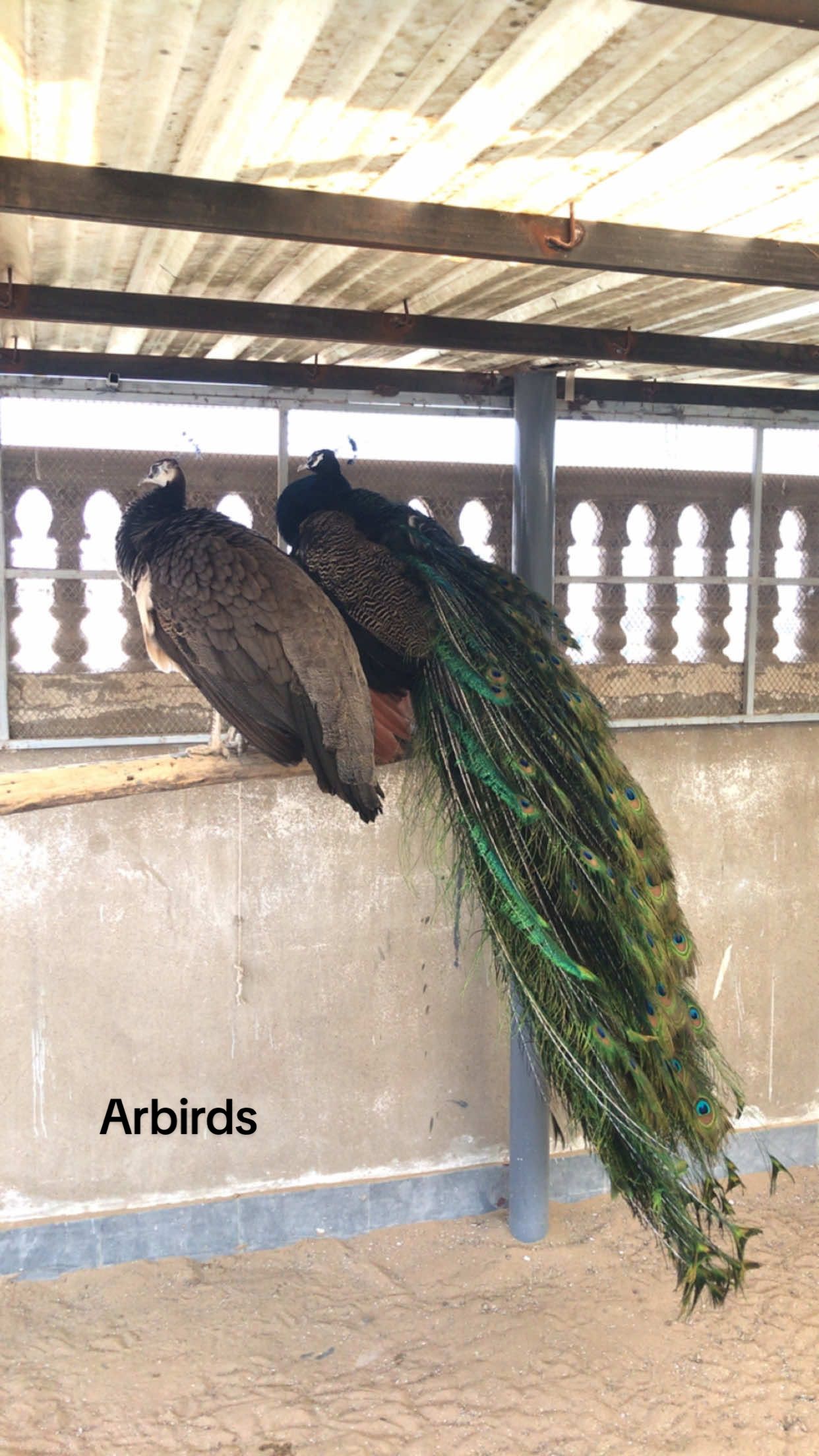 @AR Birds