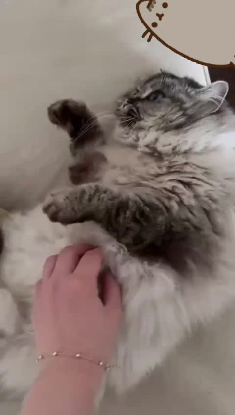 @Daisy The Cat