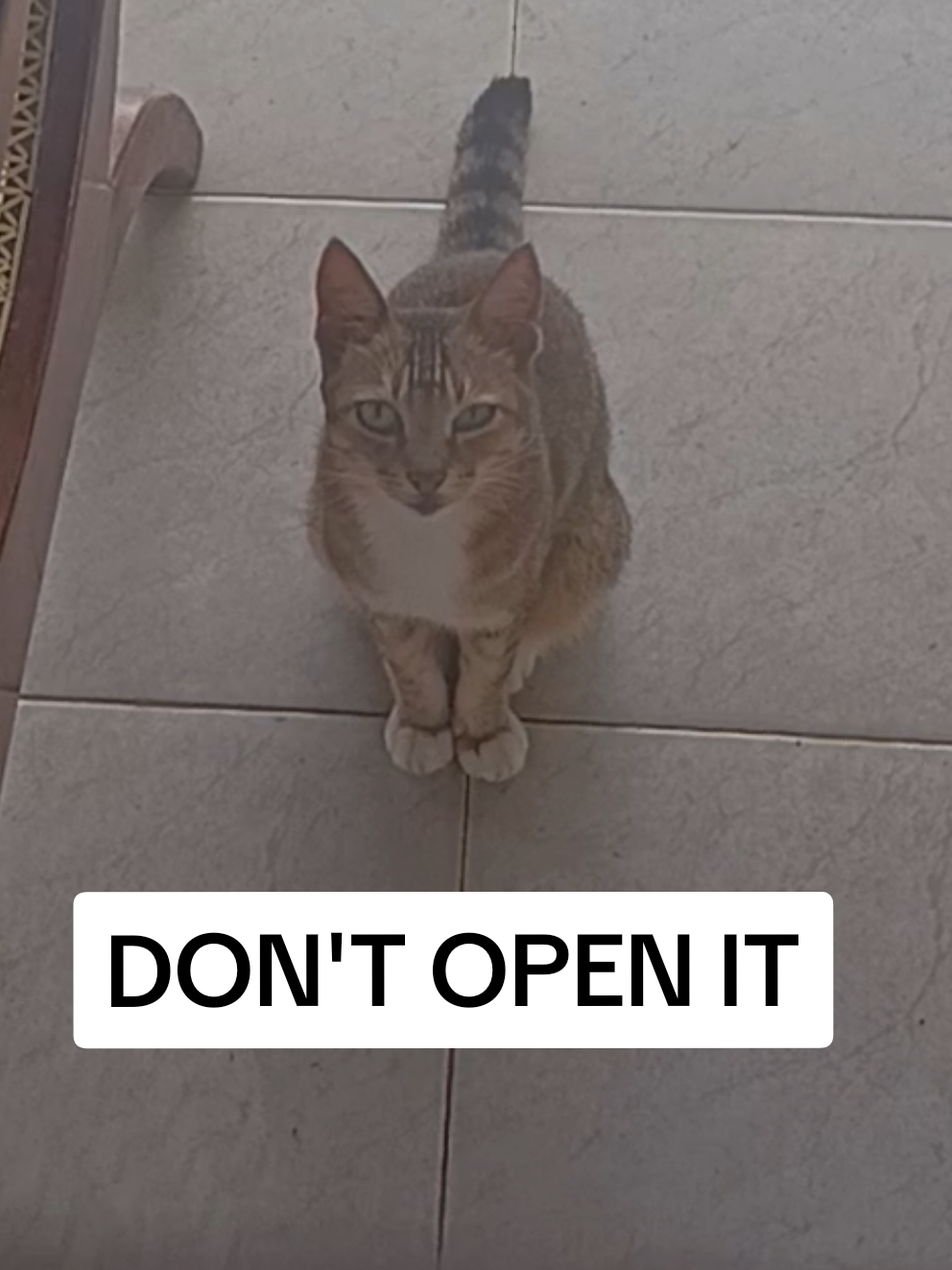 @DailyDoseOfKittyUK