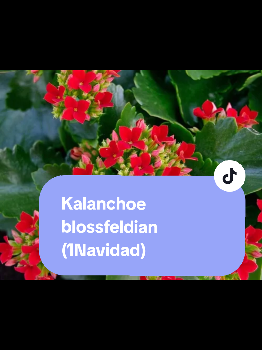 @Gu&iacute;a verde
