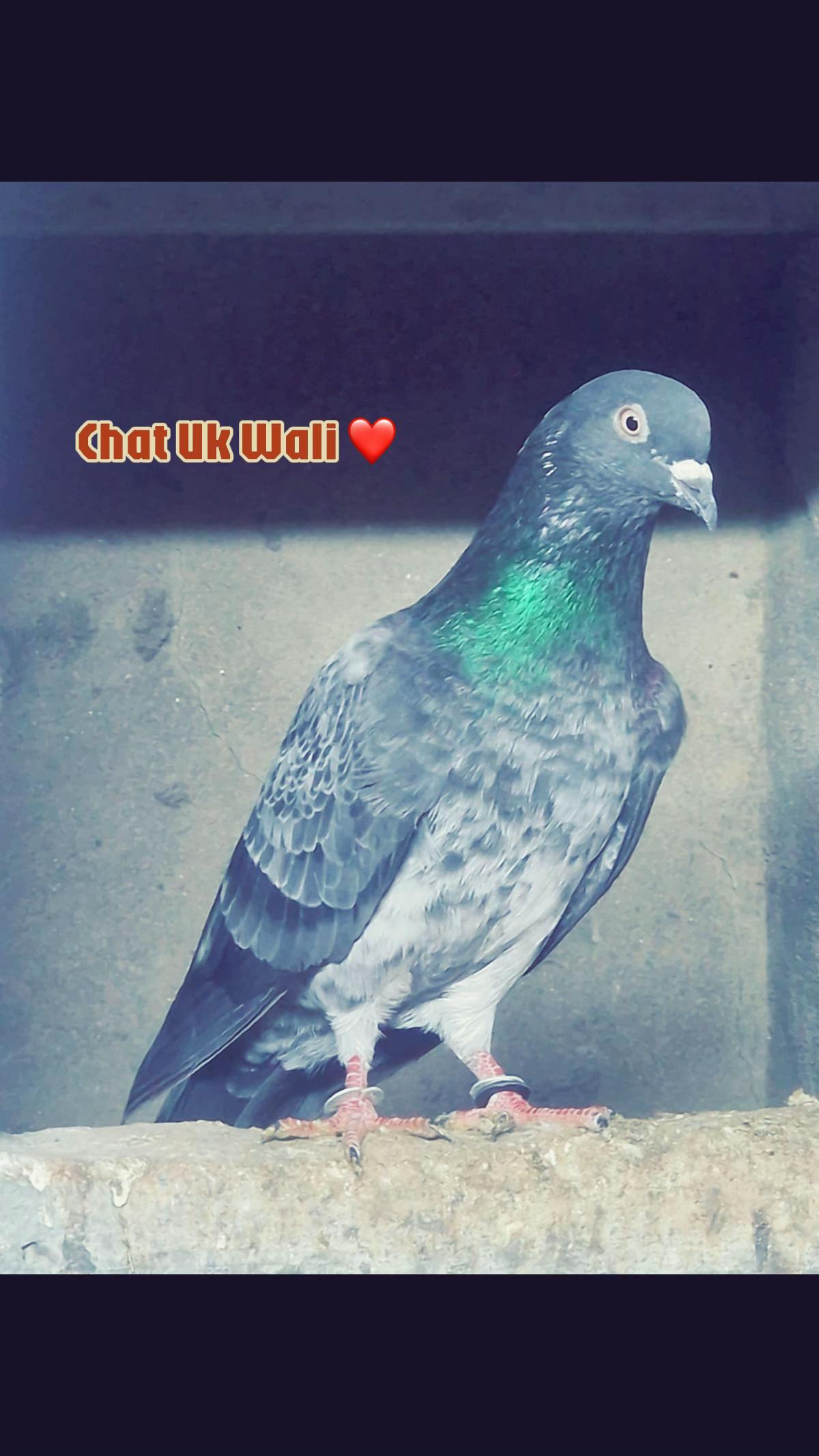 @چھت شہزاد عرف سنی UK