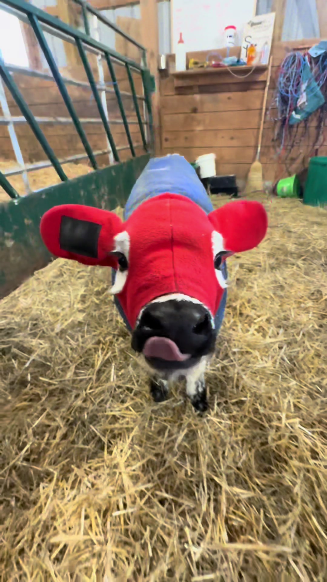 @Speckle Park Cattle 🇨🇦