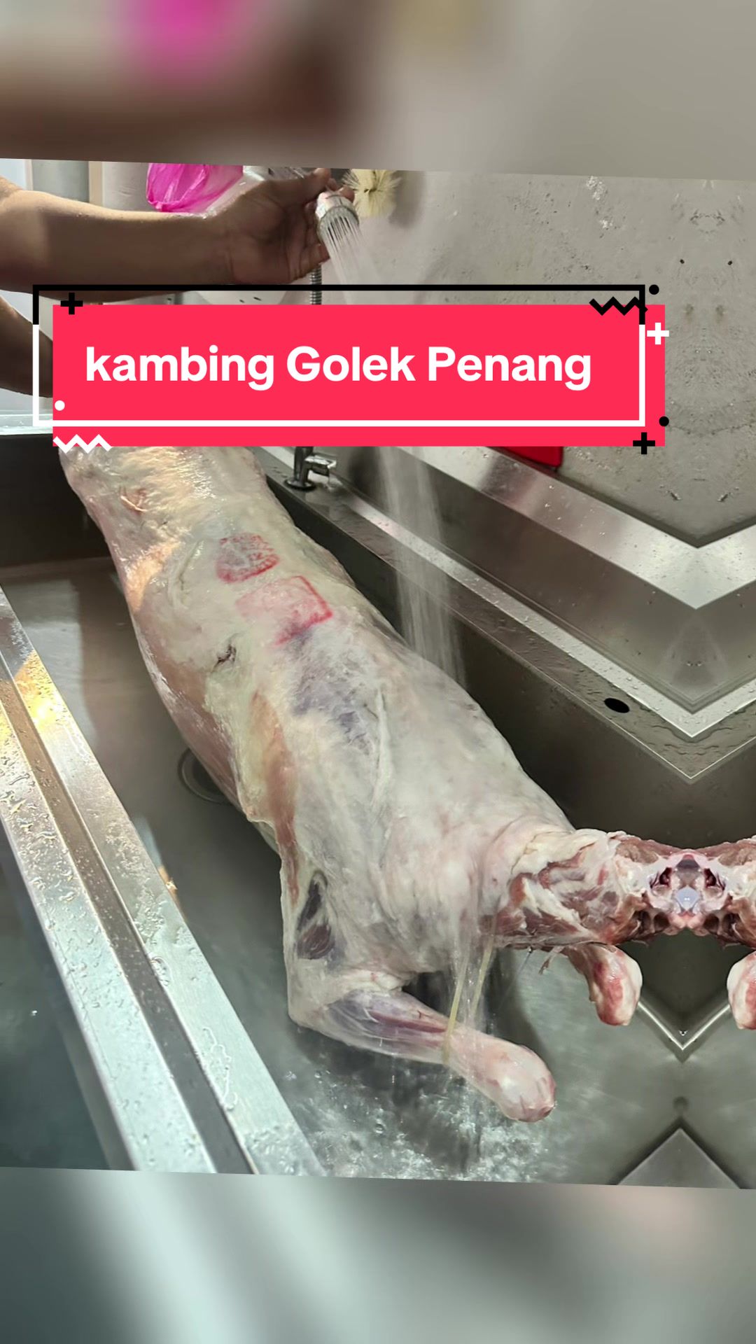 @sara@kambingGolekPenang