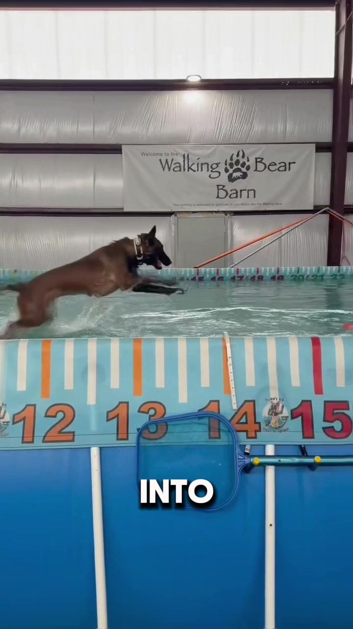 @Dukes K9 Dash n Splash