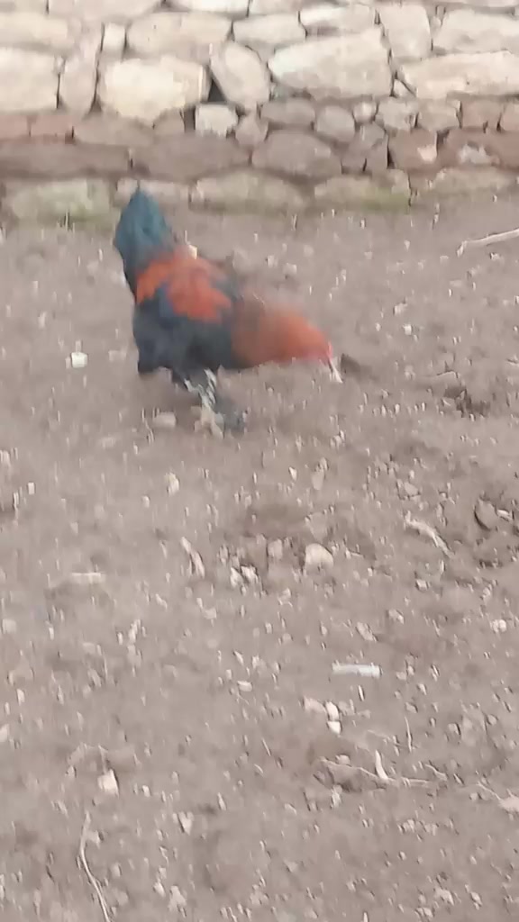 @hacı. taner