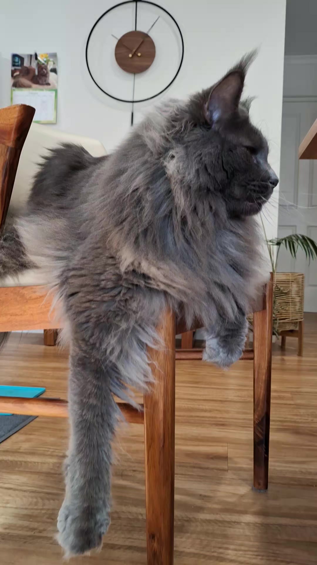 @Ragnar the Maine Coon 🐈