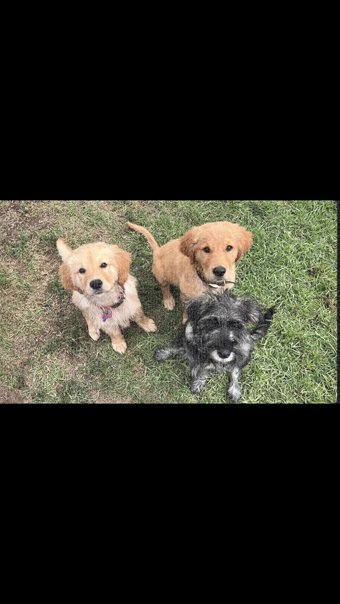 @HighCountryRetrievers