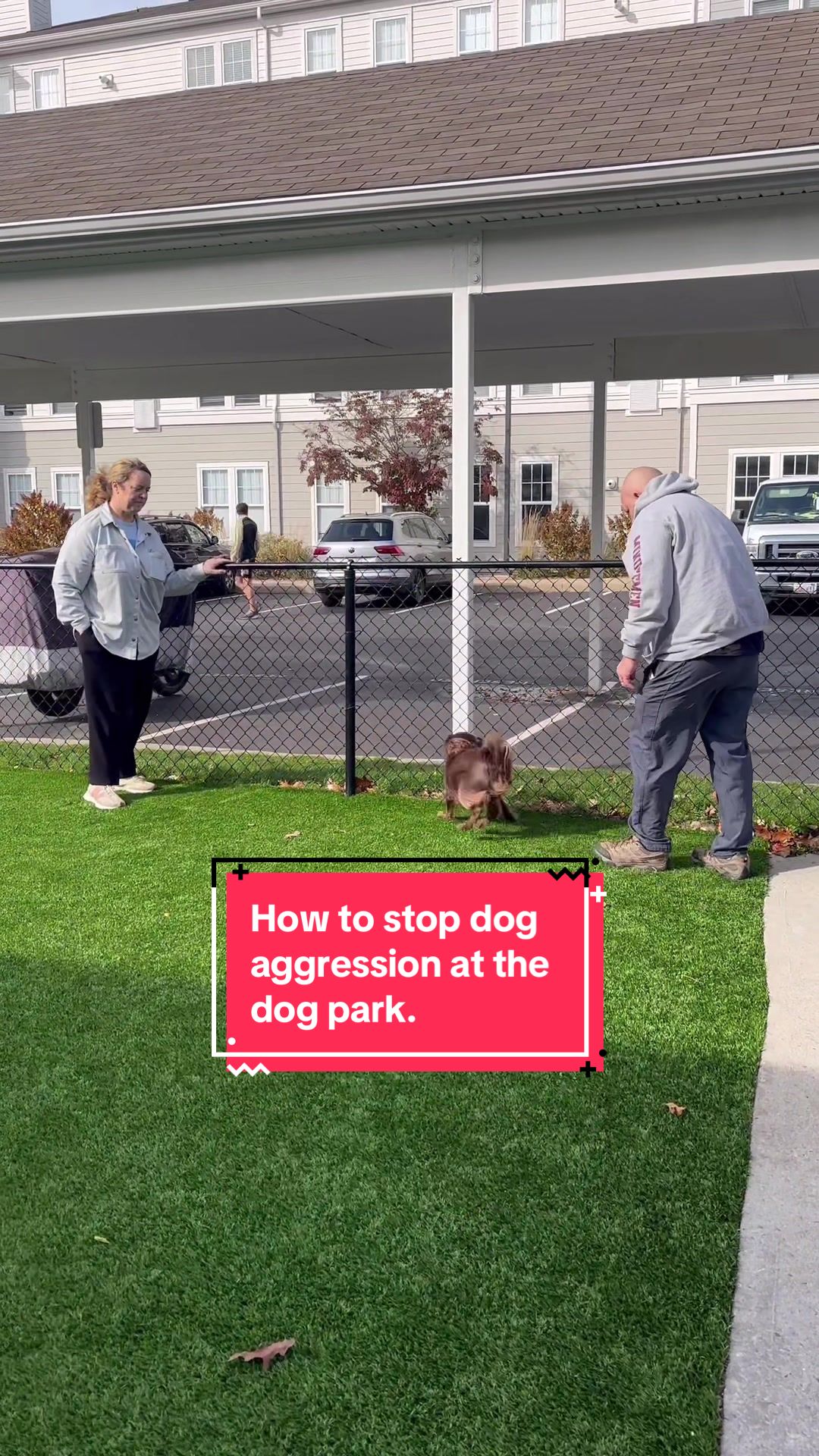 @citylivingdog