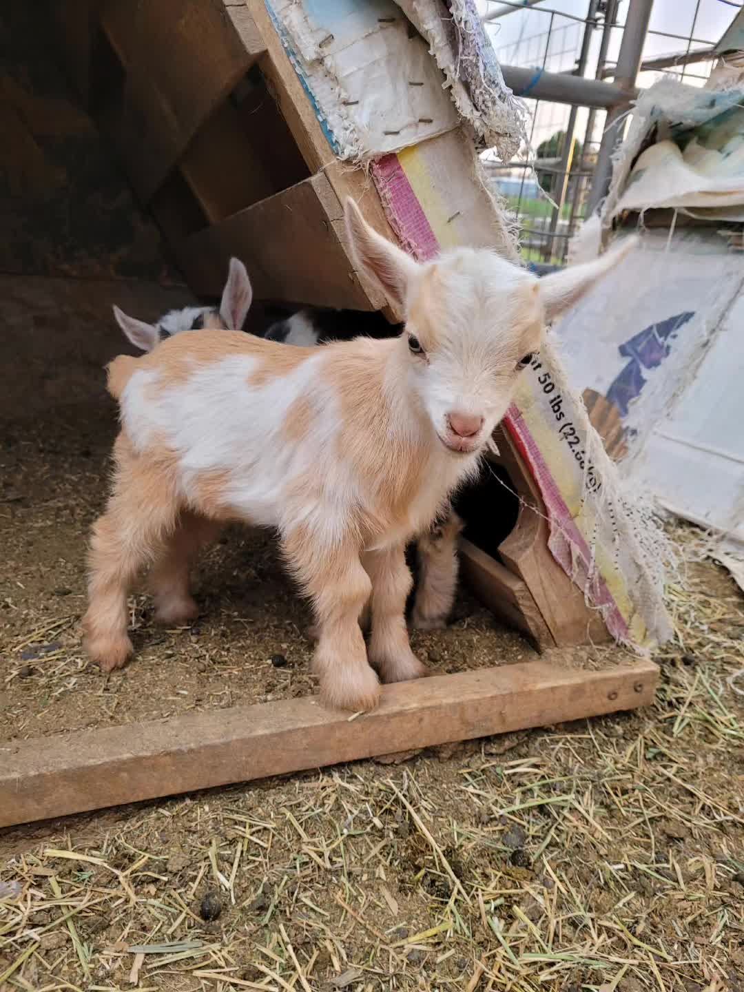@VioletHorizonsFarm