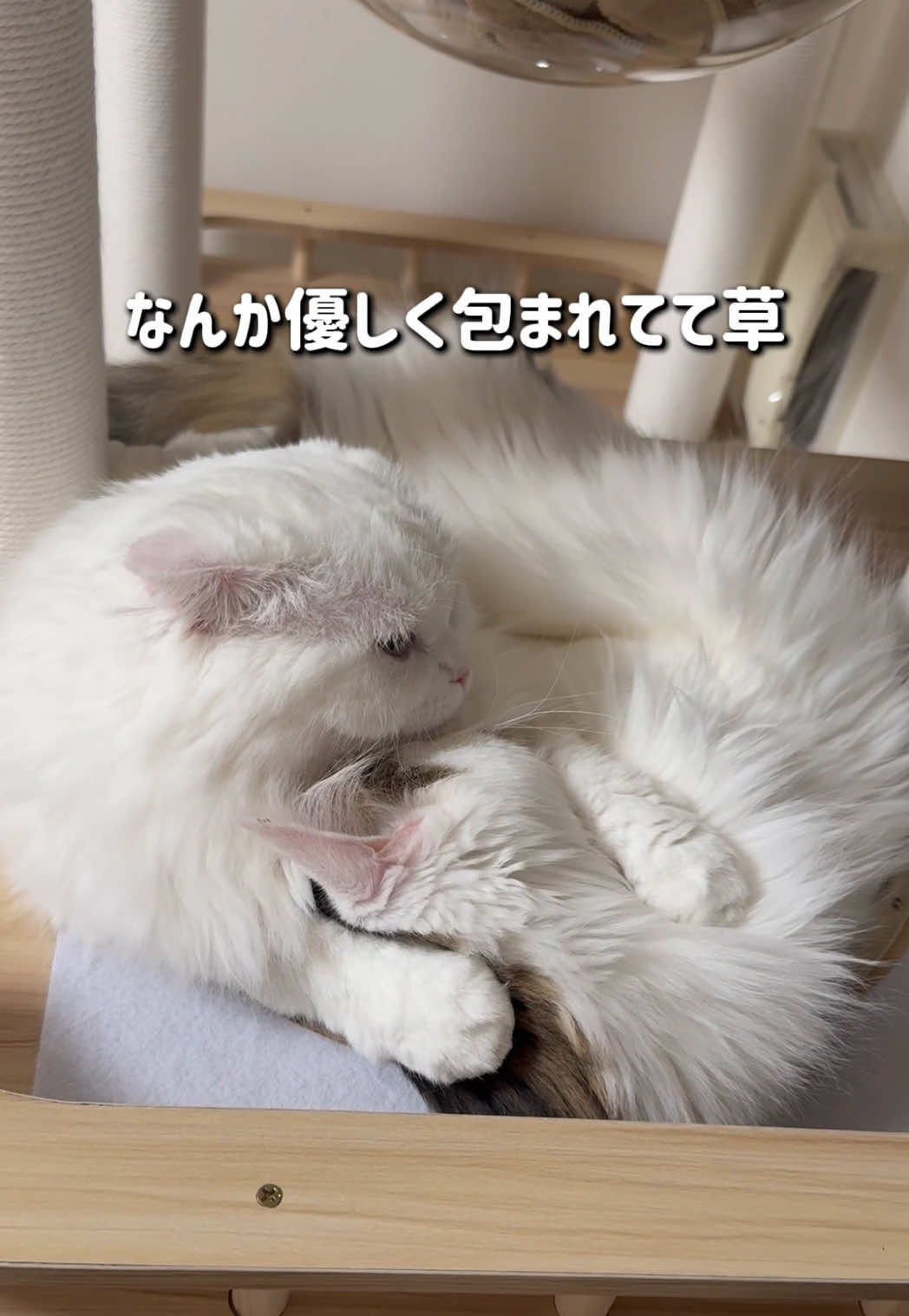 @もっちぬ