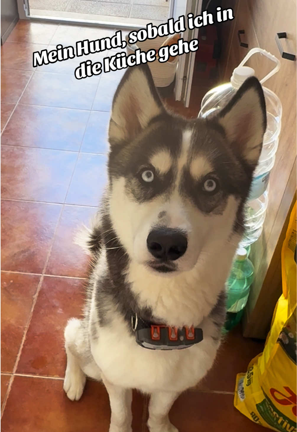 @HuskyShow