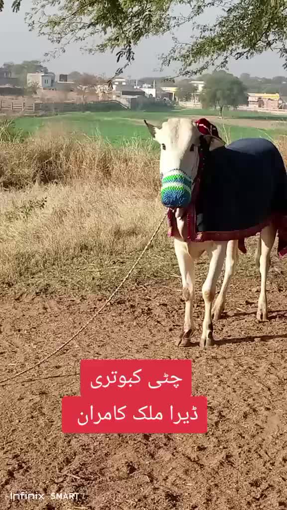 @Malik kamran