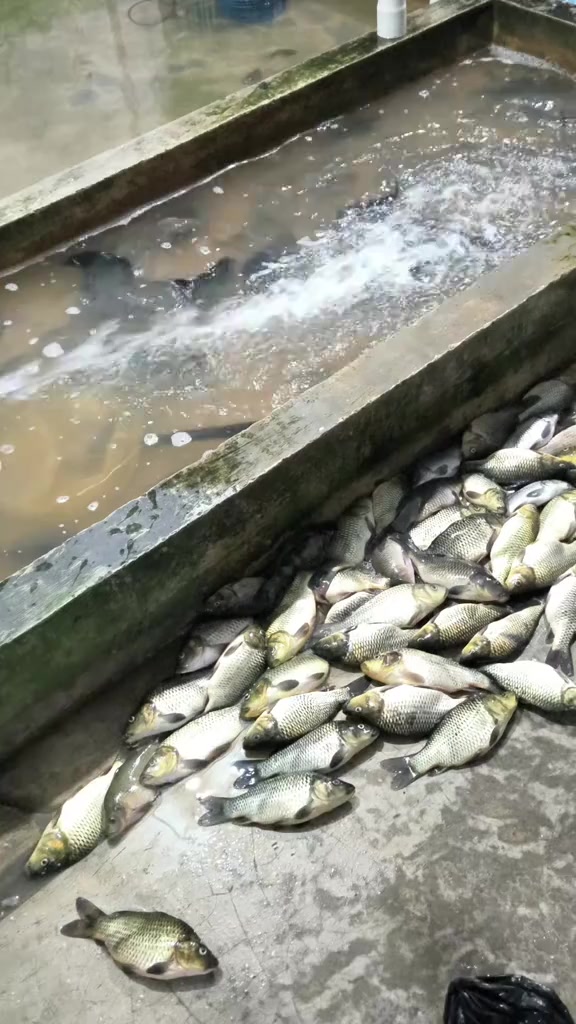@"HAJI R FISHH" 🐟🐟