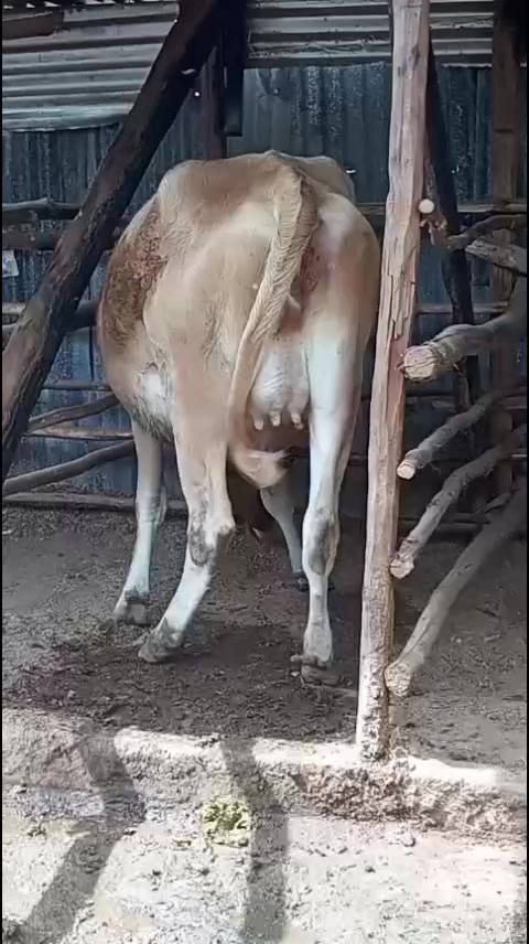 @Daily Dairy Farm Ke
