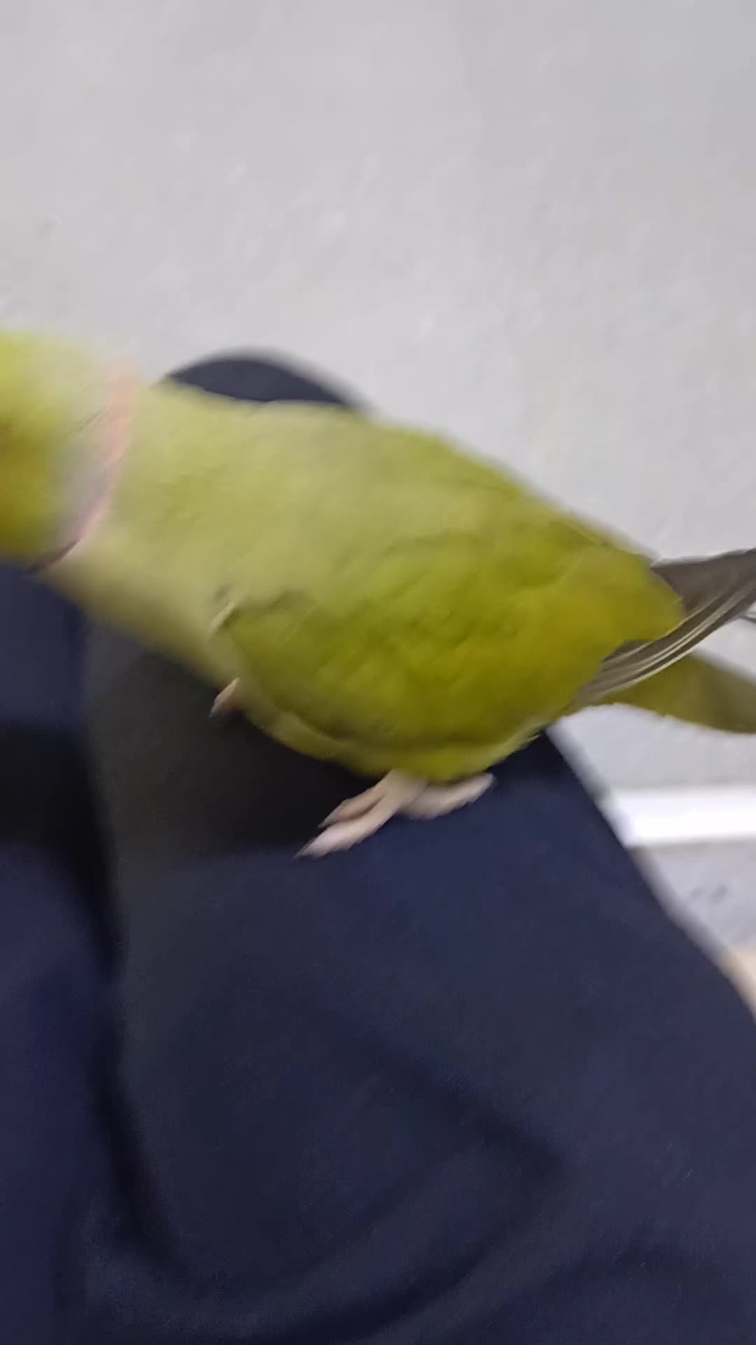 @&bull;𝓚𝓲𝓽𝓽𝓮𝓷&bull;