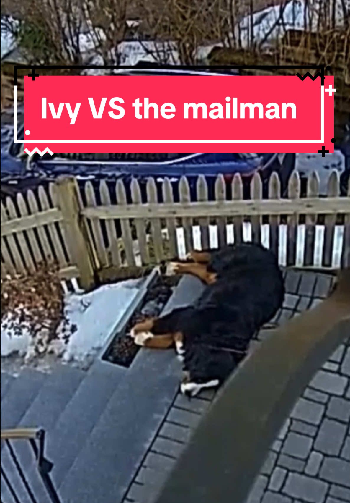 @Ivy the Berner