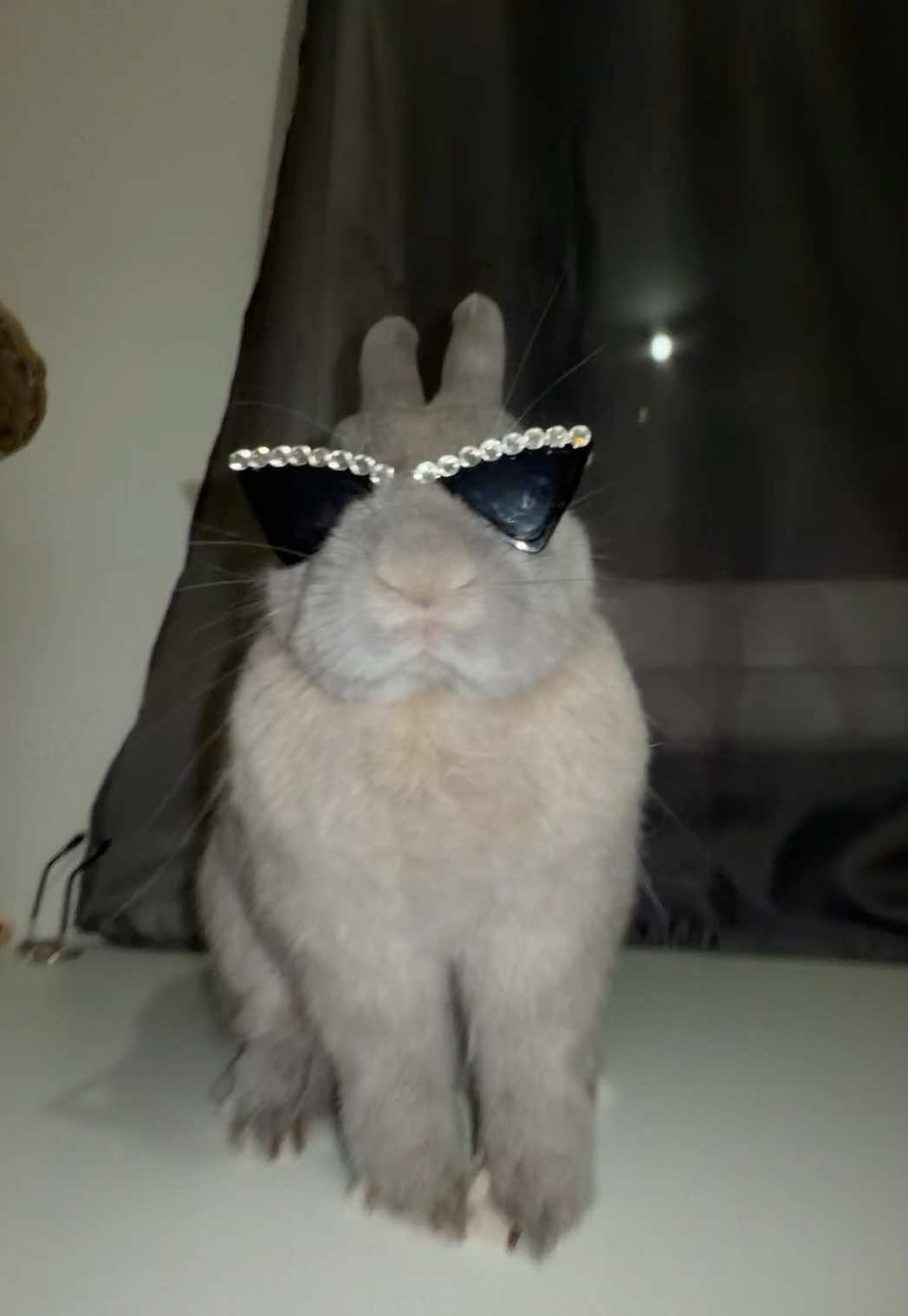 @PantoufleLapin