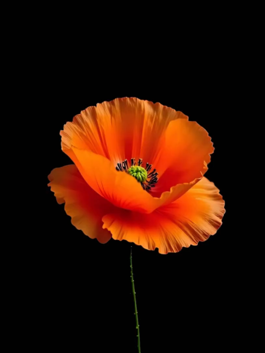 @𝐋𝐲𝐧𝐱.