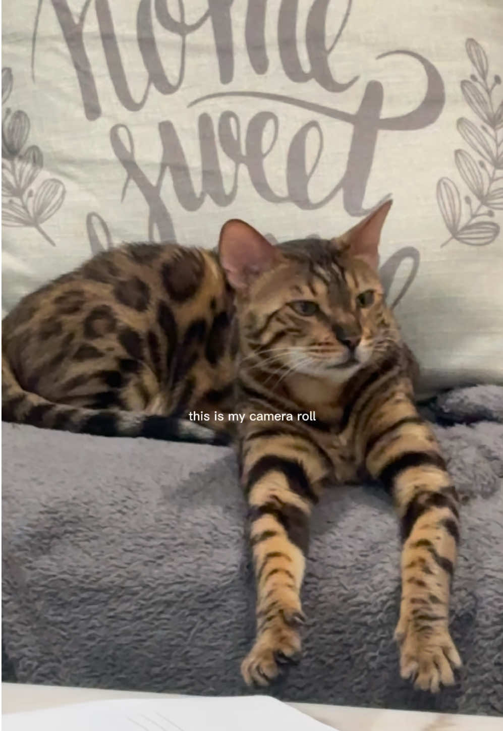 @Macho_Tiger_Lucky