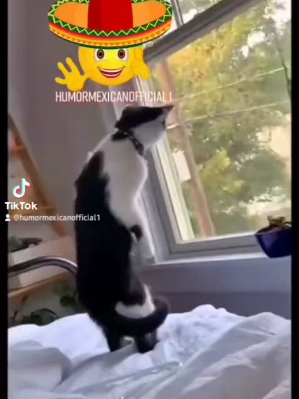 @ₕᵤₘₒᵣₘₑₓᵢCₐₙₒFFᵢCᵢₐₗ₁ ✅