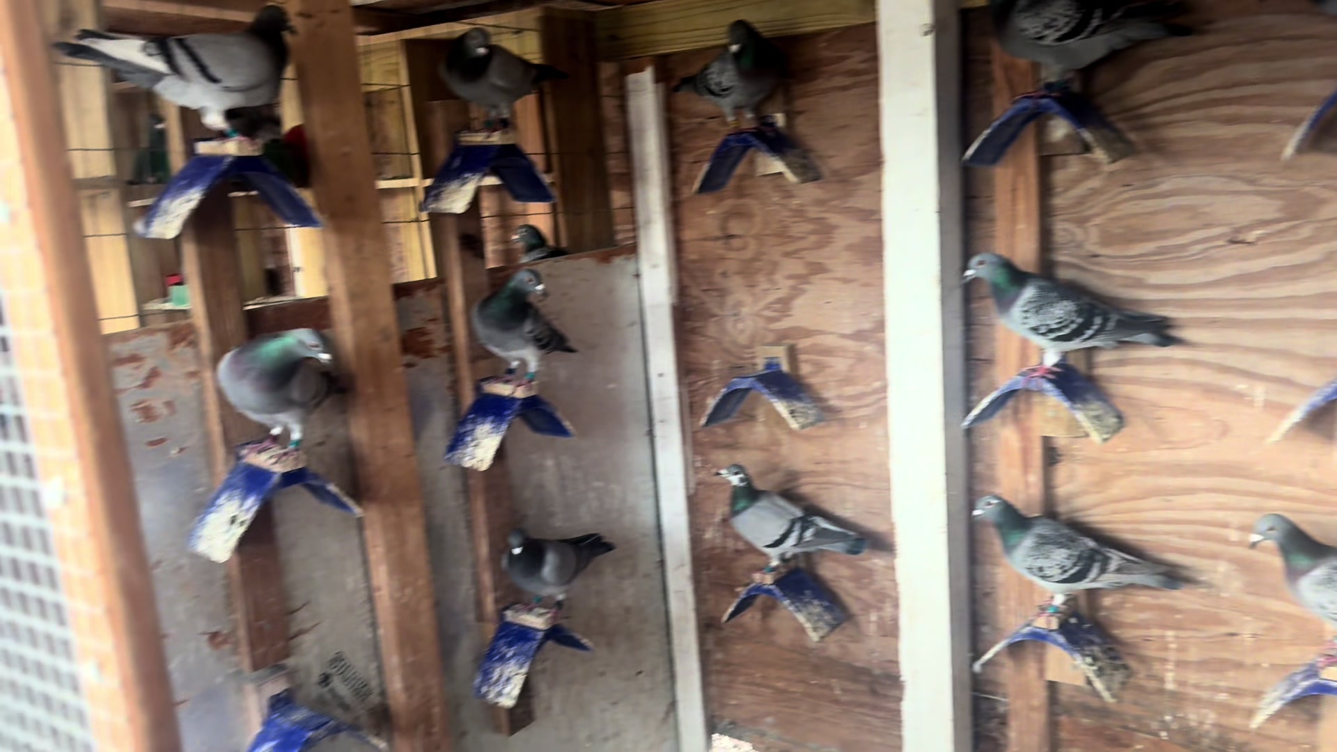 @Pigeons