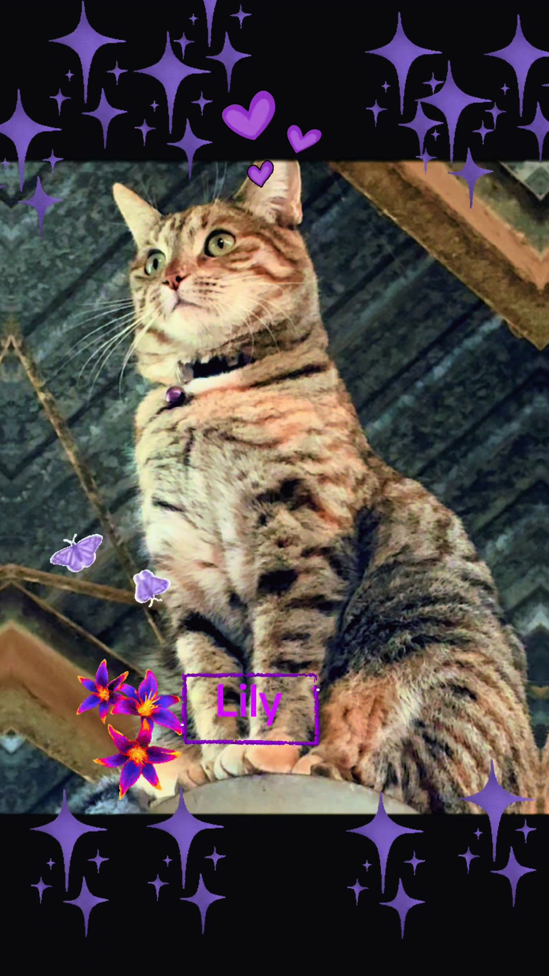 @Amri Gatitos