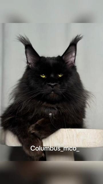 @columbus_mainecoon