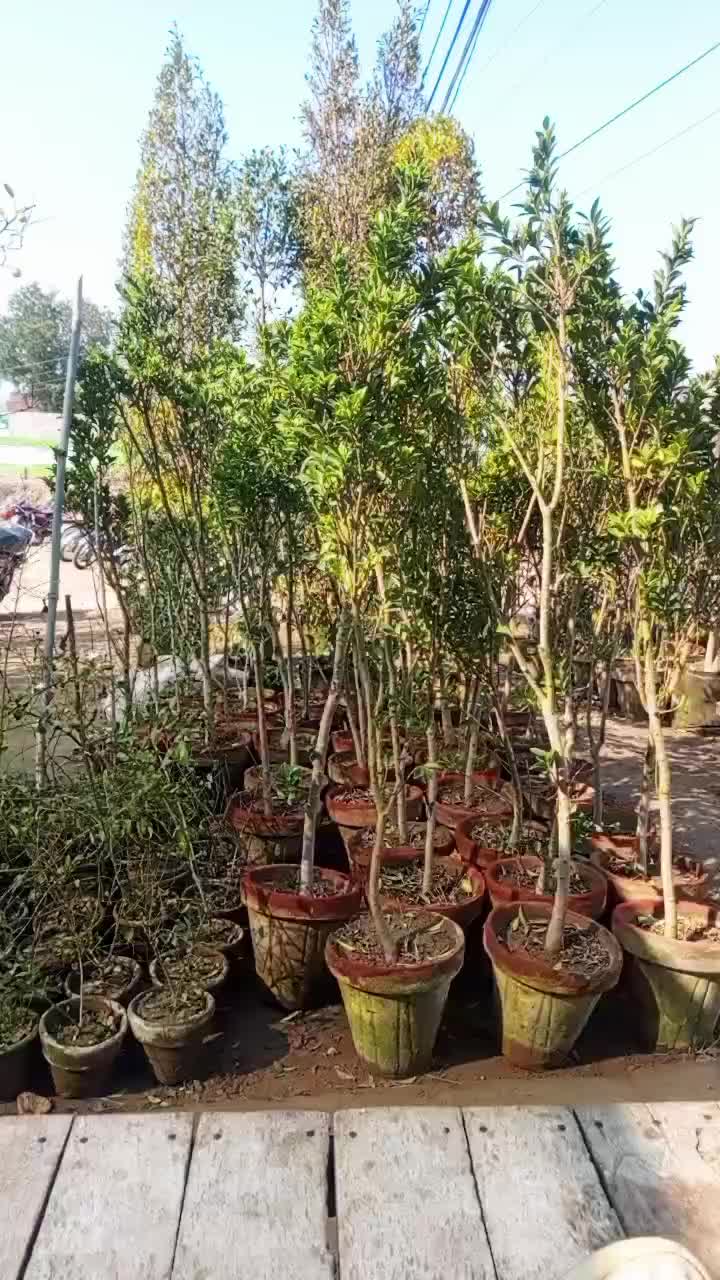 @atif_ali565