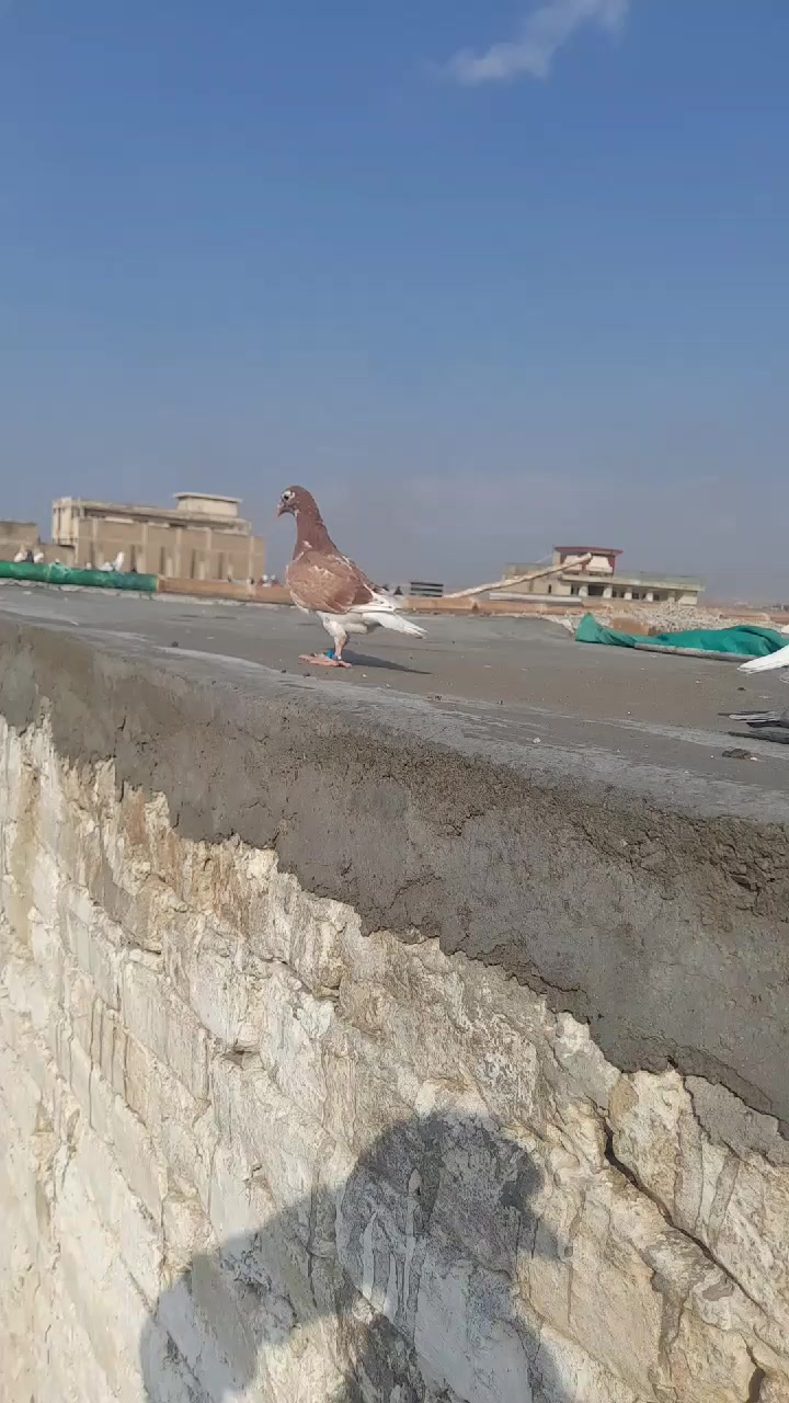 @chamanjanshoukmallroade
