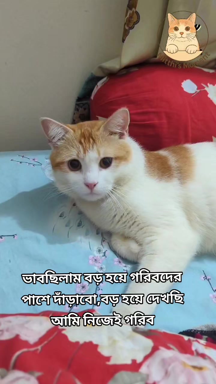 @Mitthi the Meow Meow