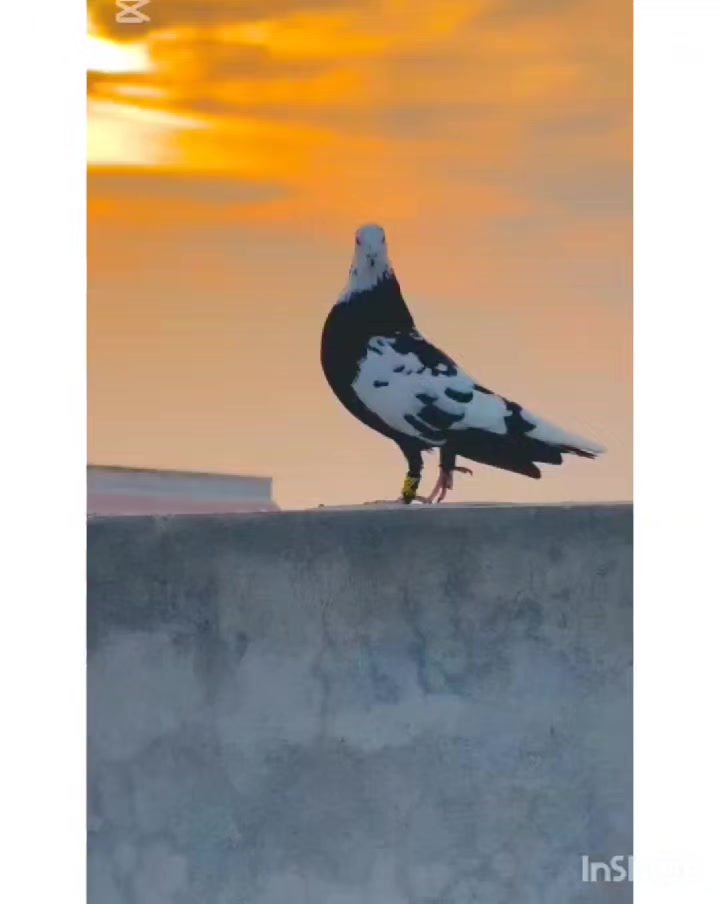 @عدیل رحمن لیہ وال کبوتر باز