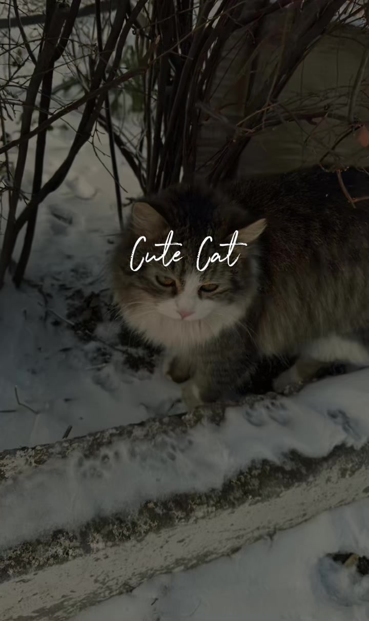 @Помощь животныи🫶🏻