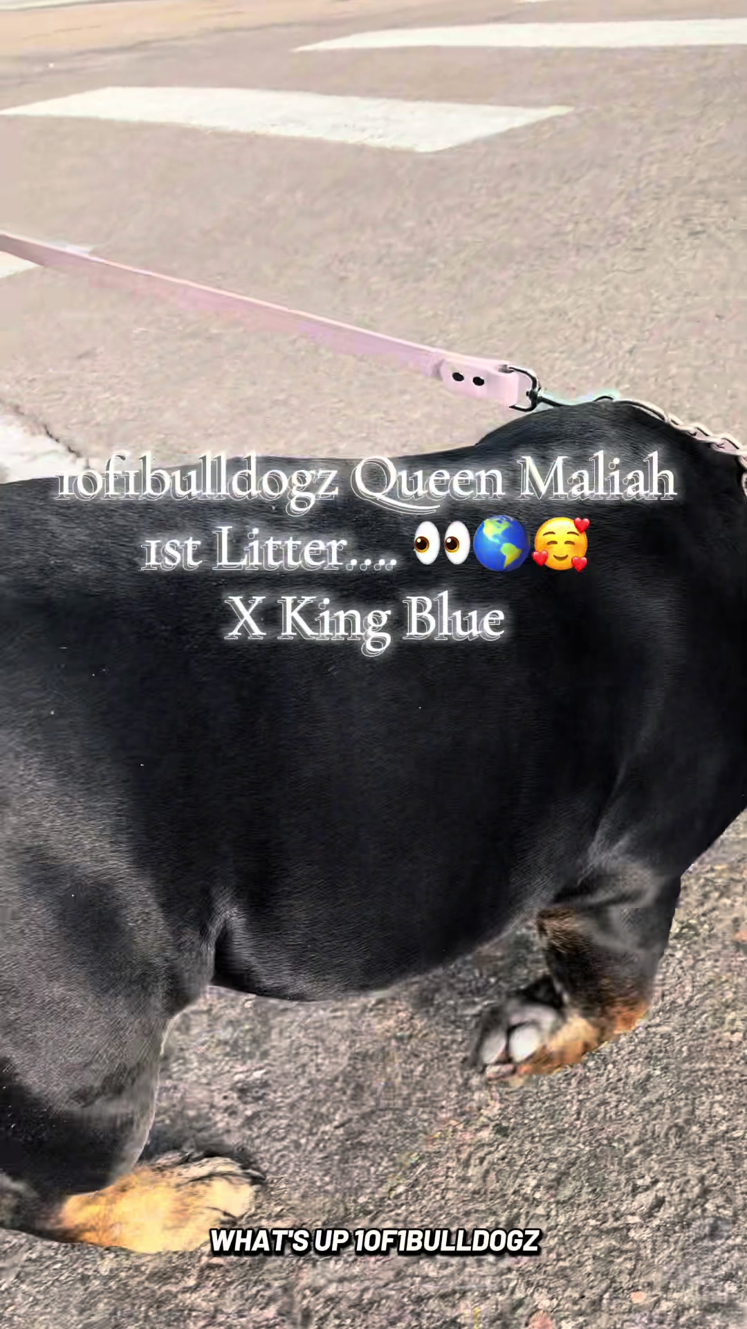 @1of1bulldogz