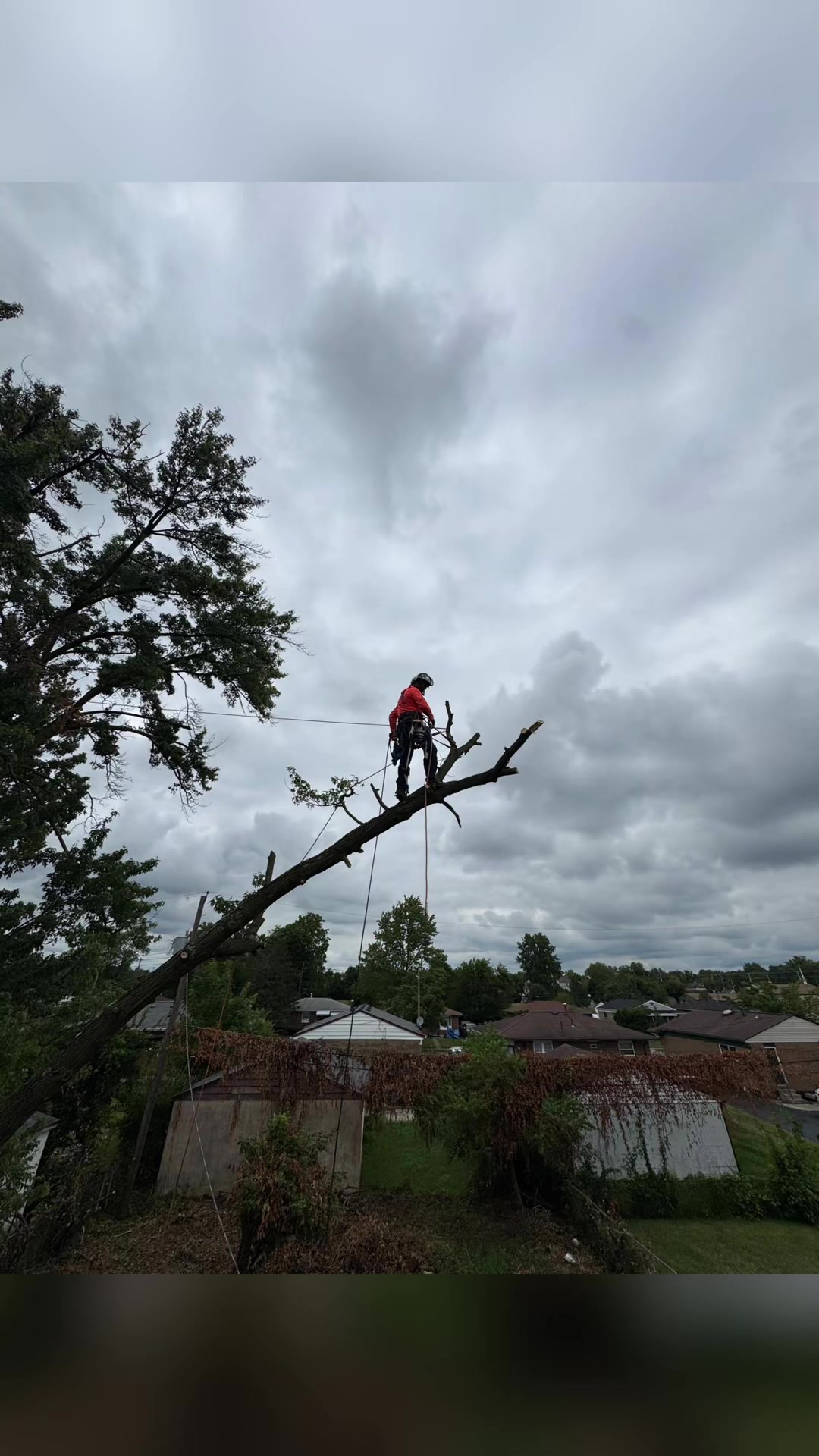 @gotreeservices6