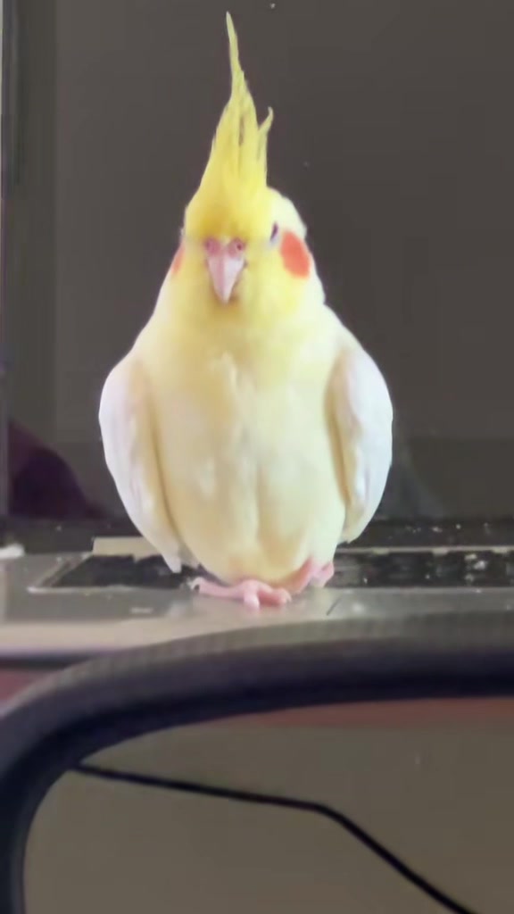 @Bixby the Budgie