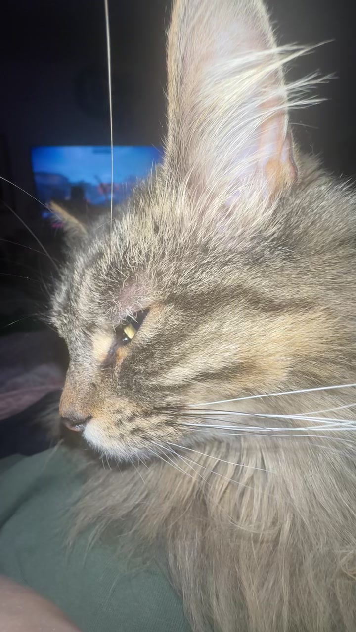 @Jus Meowz