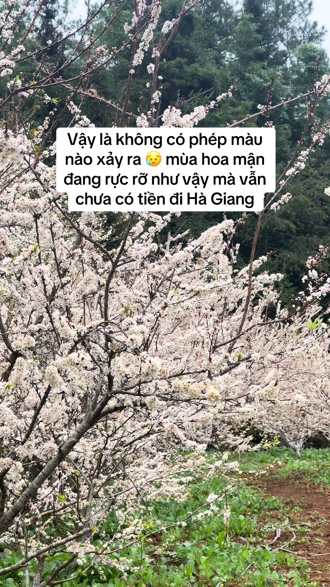 @Tu Phamm